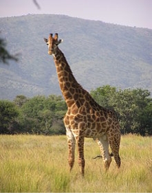 220px-Giraffe_standing